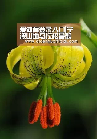 爱体育登录入口