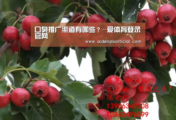 口臭推广渠道有哪些?-爱体育登录官网(图4) 爱体育登录官网